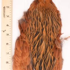 Whiting Farms - 4B's Hen Capes