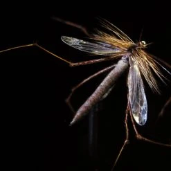 25% Off - Reel Wings - Daddy Wings 5 25% Off - Reel Wings - Daddy Wings