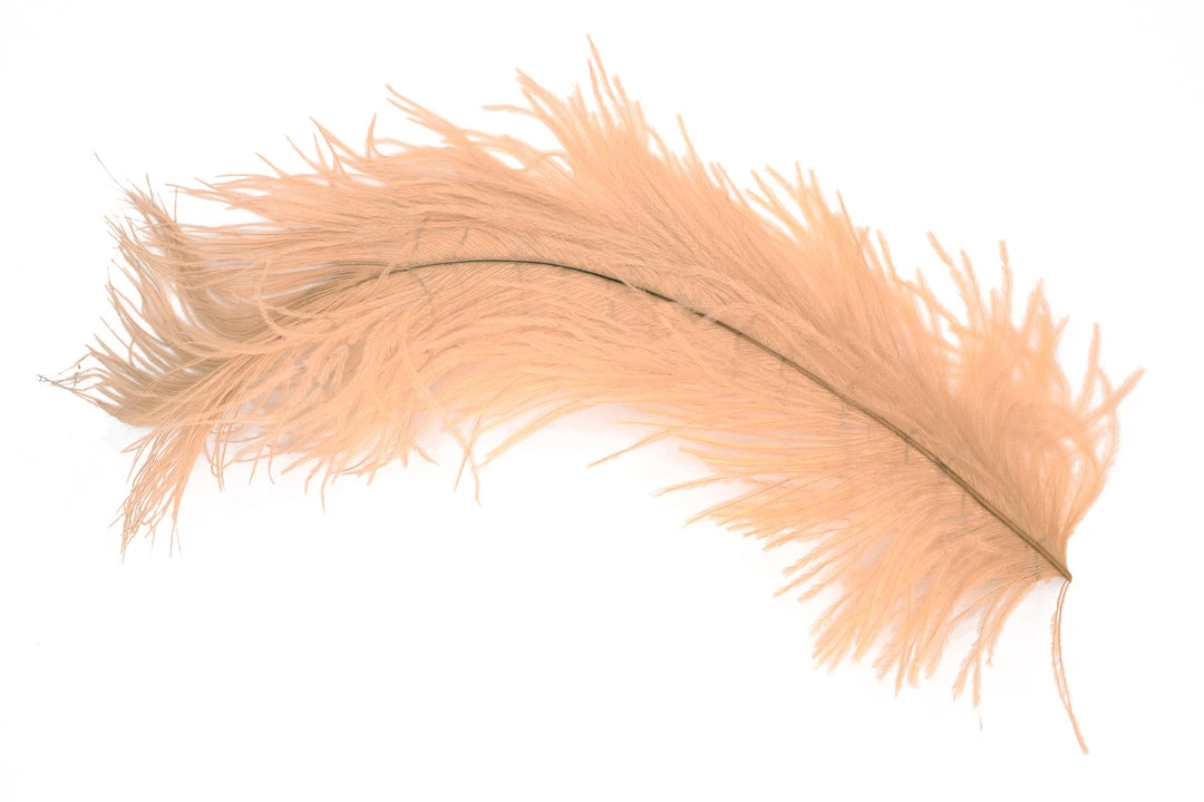 25% Off - Ostrich Plume By Rumpf Ostrich & Emu 1 25% Off - Ostrich Plume By Rumpf Ostrich & Emu