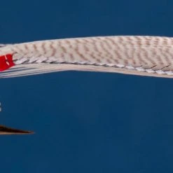 Dette Flies Joe's Smelt 5 Dette Flies Joe's Smelt