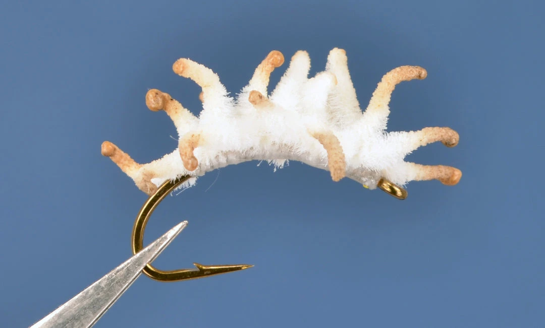 Dette Flies Maggot Cluster Terrestrials 1 Dette Flies Maggot Cluster Terrestrials