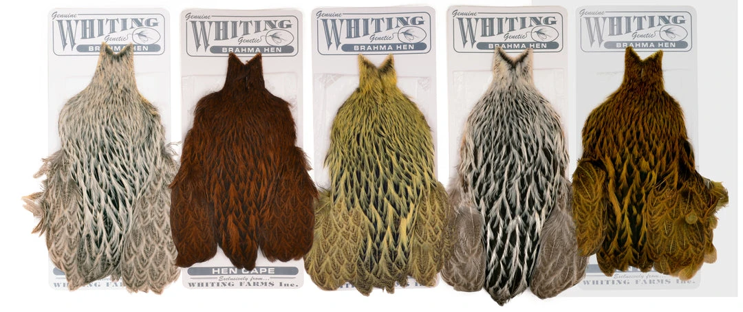 Whiting Farms - Brahma Hen Capes 1 Whiting Farms - Brahma Hen Capes