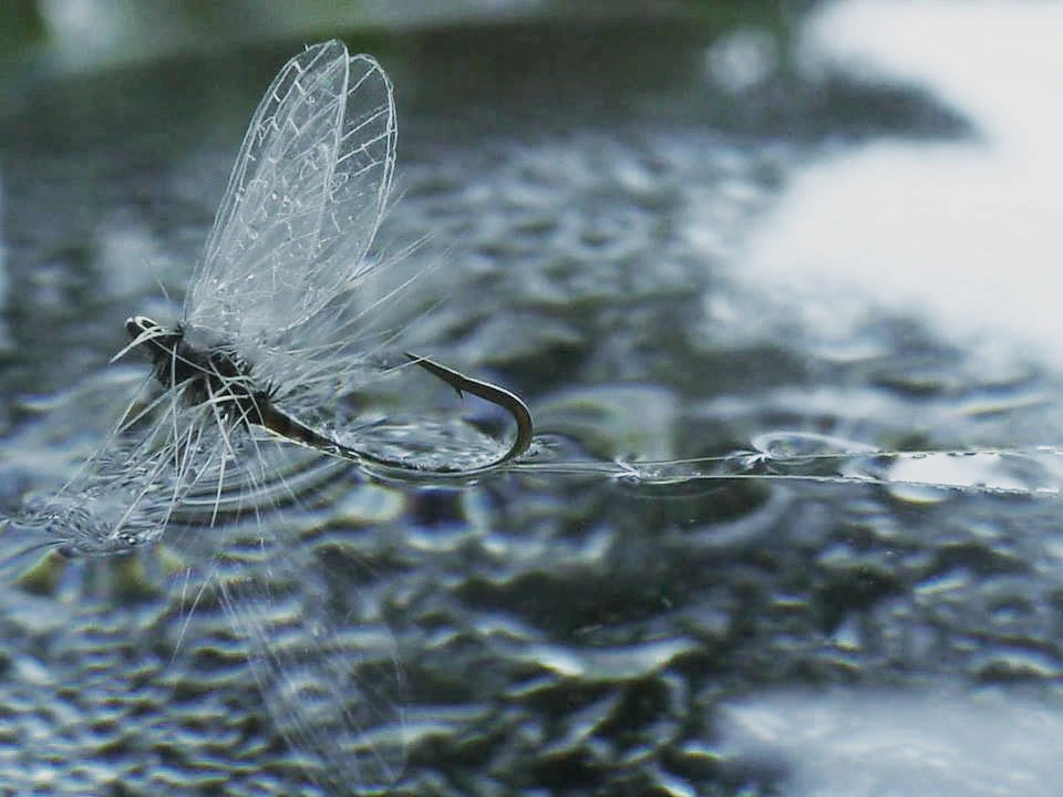 25% Off - Reel Wings - Spinner Wings Winging 3 25% Off - Reel Wings - Spinner Wings Winging