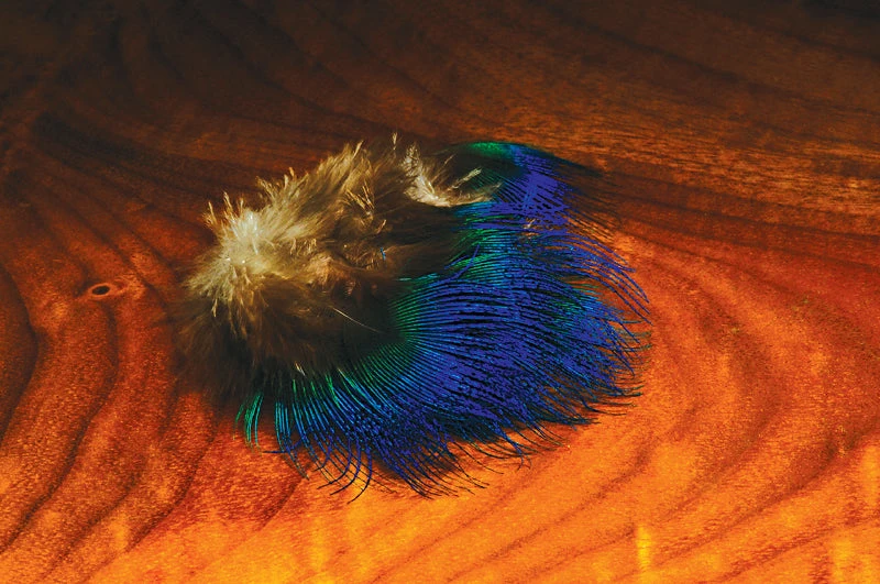 Hareline Blue Peacock Feather 1 Hareline Blue Peacock Feather