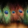 Hareline Peacock Eyed Sticks