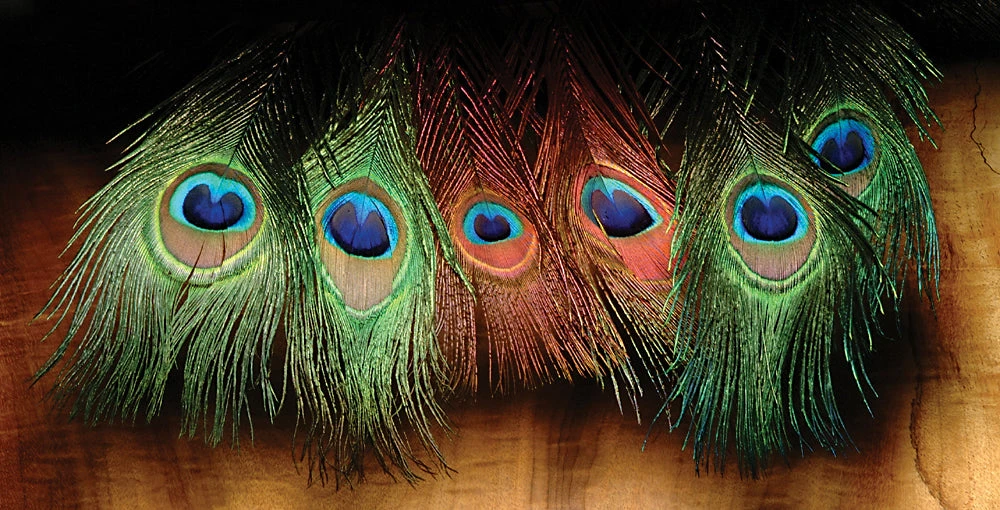 Hareline Peacock Eyed Sticks 1 Hareline Peacock Eyed Sticks
